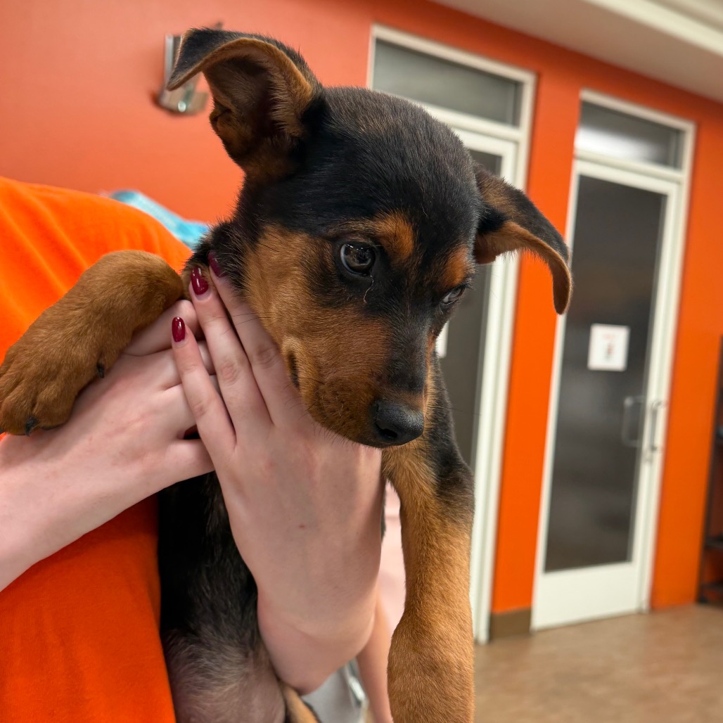 Shelter Stray Female Dog last seen , 6621 Westminster Ave, Garden Grove, CA 92844, USA