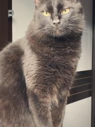 Lost Male Cat last seen Rua José Da Silva Maciel, Jardim Sao Conrado, SP 13348-493