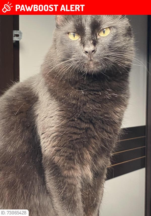 Lost Male Cat last seen Rua José Da Silva Maciel, Jardim Sao Conrado, SP 13348-493