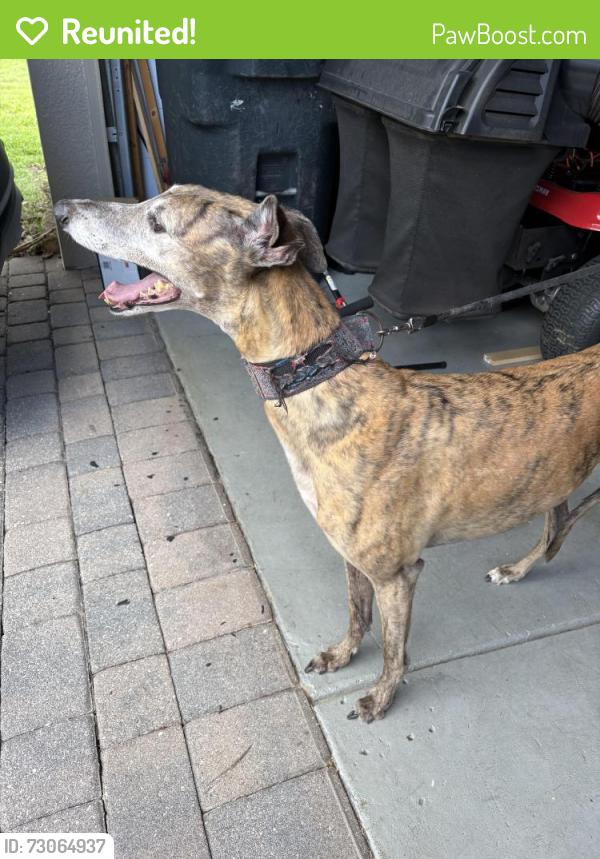 Reunited Female Dog last seen Osprey Lakes , Chuluota, FL 32766