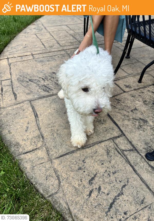 Found/Stray Female Dog last seen Near & Campbell, Royal Oak, MI 48067