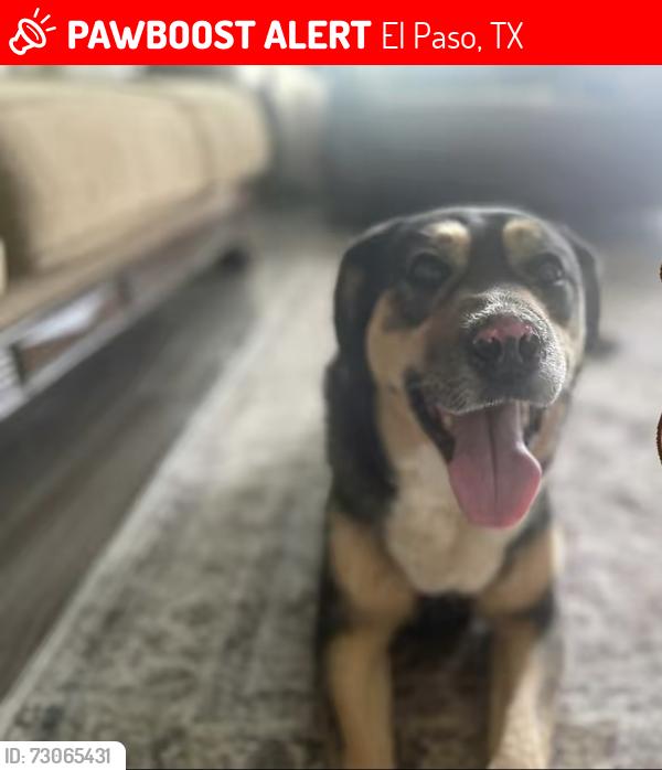 Lost Female Dog last seen Tetons, El Paso, TX 79904