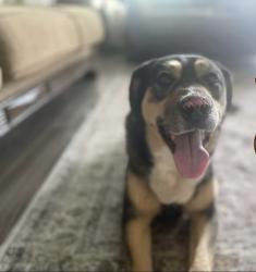 Lost Female Dog last seen Tetons, El Paso, TX 79904