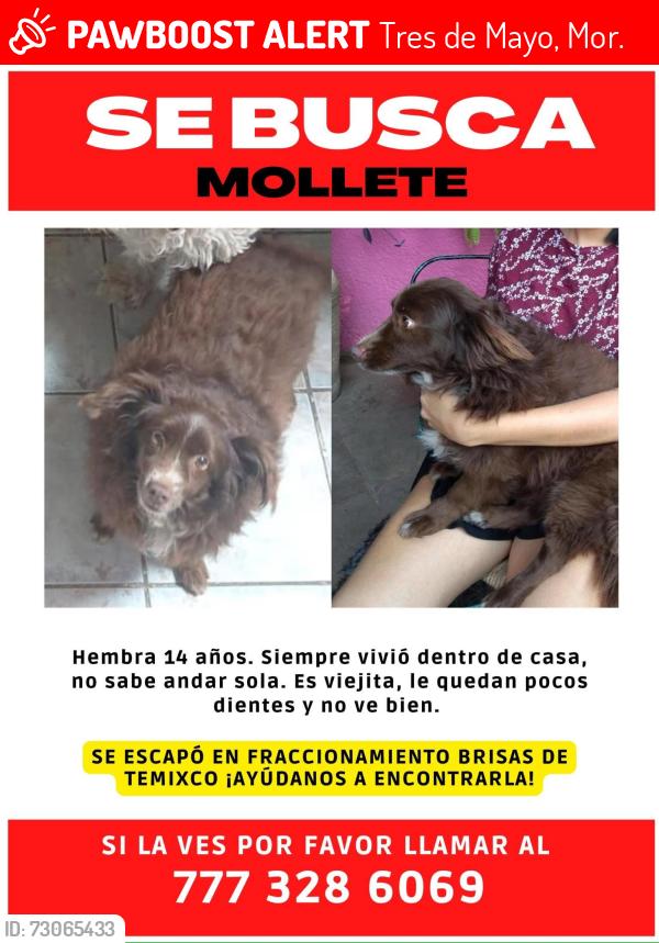 Lost Female Dog last seen brisas de mallorca, Tres de Mayo, Mor. 62584