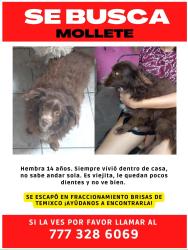 Lost Female Dog last seen brisas de mallorca, Tres de Mayo, Mor. 62584