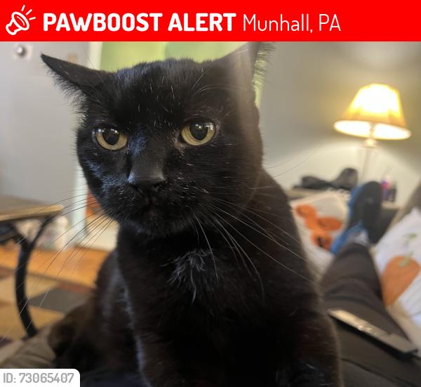 Lost Male Cat last seen St Rita Church on W Schwab Ave 15120, Walnut St and Larkspur St are nearest cross streets, Munhall, PA 15120