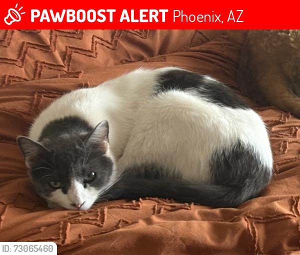 Lost Male Cat last seen 7th Avenue and Coral Gables, Phoenix, AZ 85023