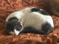 Lost Male Cat last seen 7th Avenue and Coral Gables, Phoenix, AZ 85023