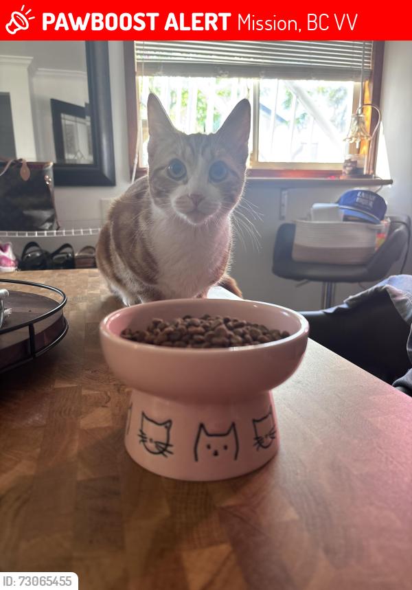Lost Female Cat last seen 5th Avenue between birch and alder street! , Mission, BC V2V