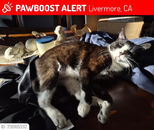 Lost Female Cat last seen Farnsworth and Wellingham, Livermore, CA 94551