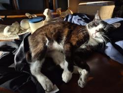Lost Female Cat last seen Farnsworth and Wellingham, Livermore, CA 94551