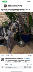 Lost Male Dog last seen 120th and Nelson lane, Norman, OK 73068