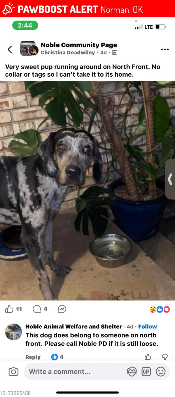 Lost Male Dog last seen 120th and Nelson lane, Norman, OK 73068