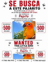Lost Male Bird last seen NW 114th St & NW 17th Ave, Miami, FL 33167