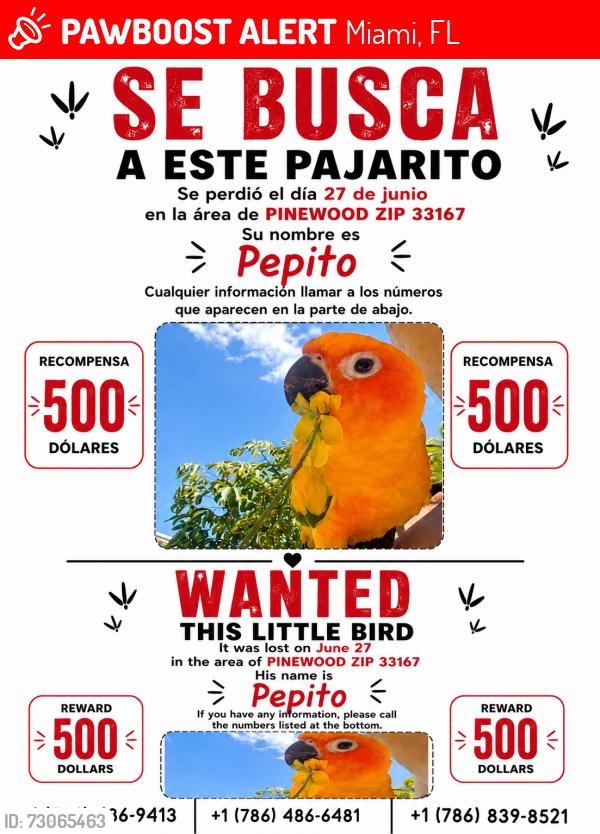 Lost Male Bird last seen NW 114th St & NW 17th Ave, Miami, FL 33167