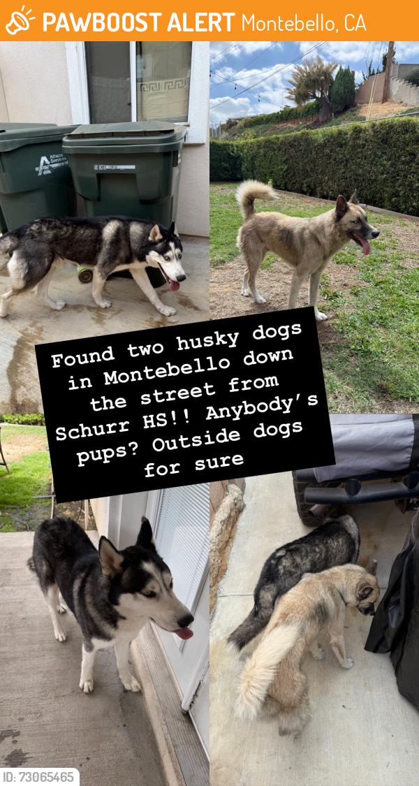 Found/Stray Male Dog last seen Schurr High School, Montebello, CA 90640