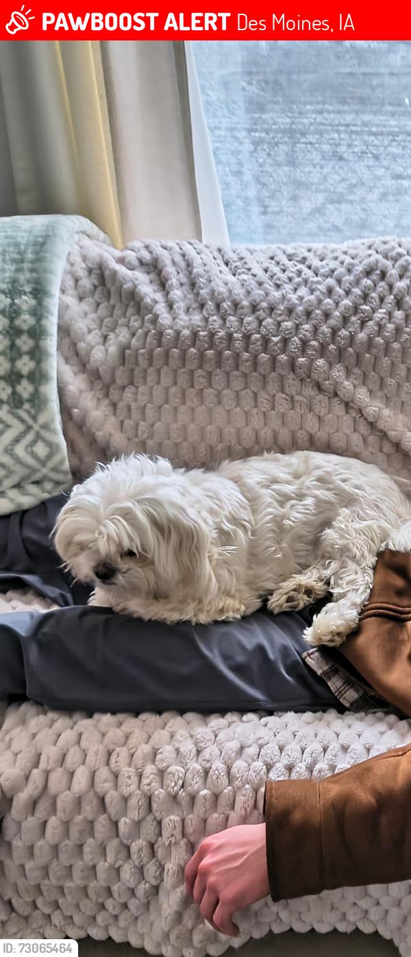 Lost Female Dog last seen 2nd and Hart, Des Moines, IA 50315