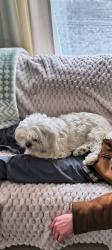 Lost Female Dog last seen 2nd and Hart, Des Moines, IA 50315