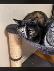 Lost Female Cat last seen near hwy 12, Sonoma, CA 95476