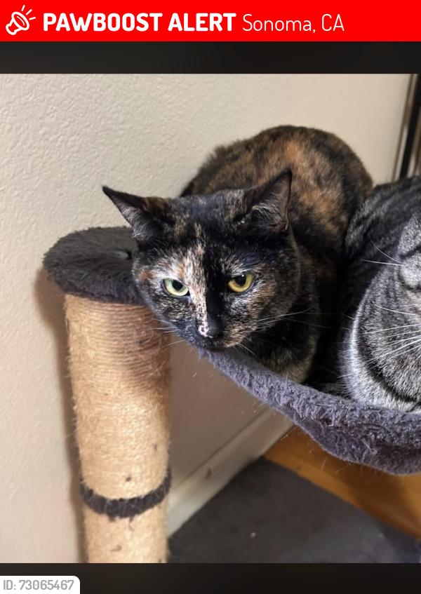 Lost Female Cat last seen near hwy 12, Sonoma, CA 95476