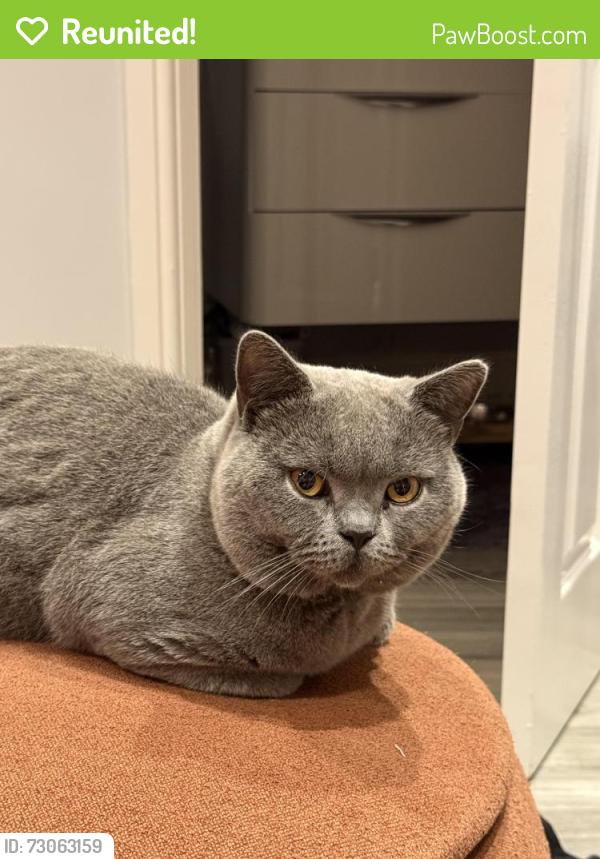 Reunited Male Cat last seen Manor Farm Road - Perivale/Alperton, Greater London, England HA0