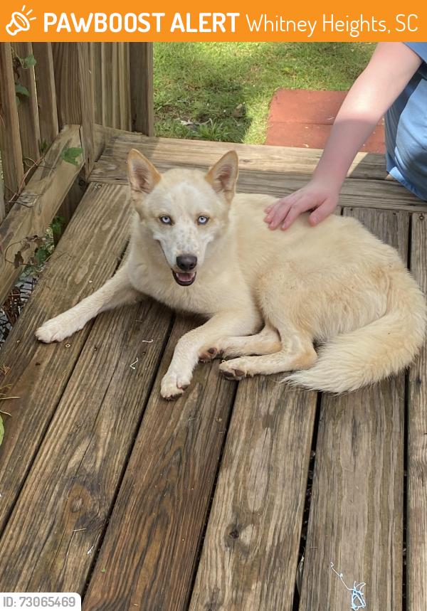 Found/Stray Male Dog last seen Mayfair st & Avon, Whitney Heights, SC 29303