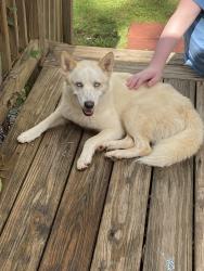 Found/Stray Male Dog last seen Mayfair st & Avon, Whitney Heights, SC 29303