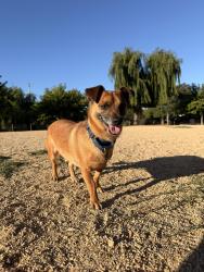 Found/Stray Male Dog last seen Laurie Meadows drive, San Mateo, CA 94403