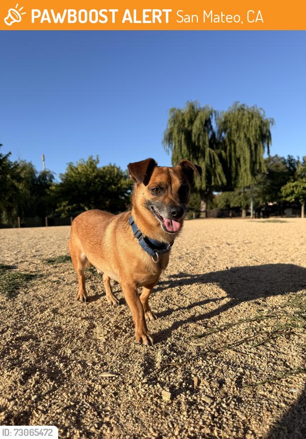 Found/Stray Male Dog last seen Laurie Meadows drive, San Mateo, CA 94403