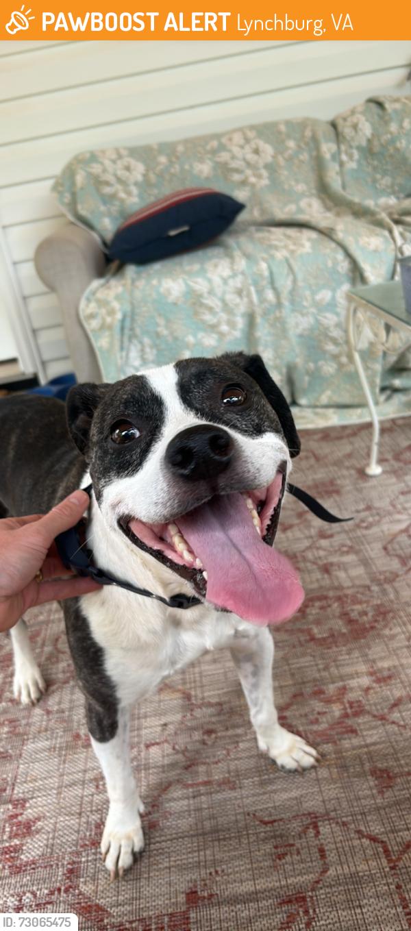 Found/Stray Male Dog last seen Candlers mountain rd, Rustburg, VA 24501