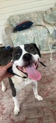 Found/Stray Male Dog last seen Candlers mountain rd, Rustburg, VA 24501