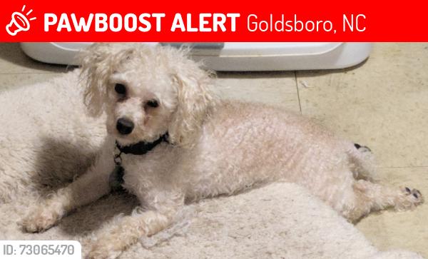 Lost Male Dog last seen Herman and ash st Goldsboro nc, Goldsboro, NC 27530