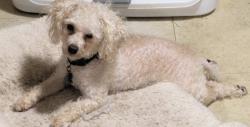 Lost Male Dog last seen Herman and ash st Goldsboro nc, Goldsboro, NC 27530