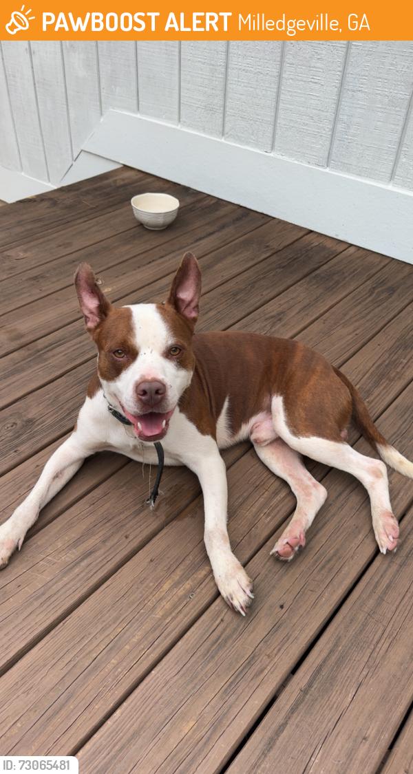 Found/Stray Male Dog last seen Across from Walmart, Milledgeville, GA 31061
