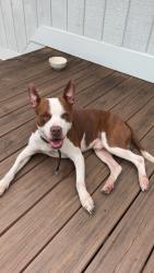 Found/Stray Male Dog last seen Across from Walmart, Milledgeville, GA 31061