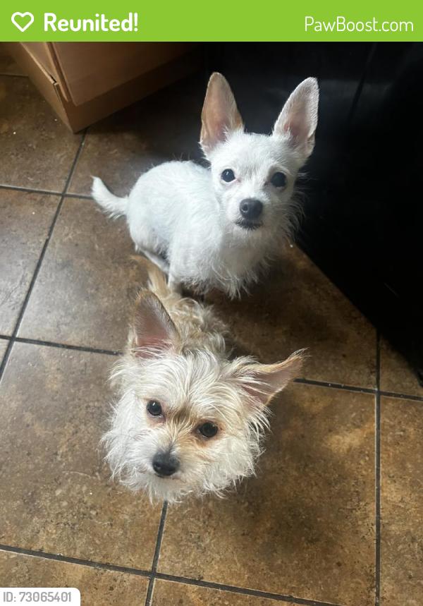 Reunited Female Dog last seen Near S Kostner Ave, Chicago, IL 60652, USA, Chicago, IL 60652