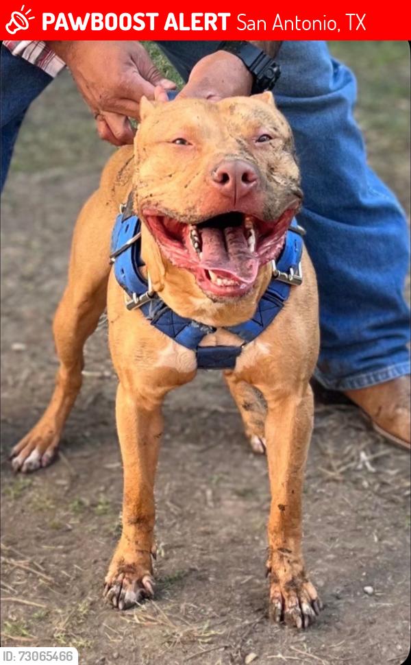 Lost Male Dog last seen Flanders & Ih 35 frontage, Brighton & Pleasanton, San Antonio, TX 78214