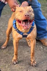 Lost Male Dog last seen Flanders & Ih 35 frontage, Brighton & Pleasanton, San Antonio, TX 78214