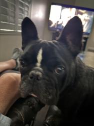 Reunited Male Dog last seen Near N Indianhead Rd, Hernando Fl 34442, Hernando, FL 34442