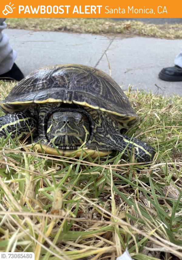 Found/Stray Unknown Reptile last seen Dorchester Ave, Santa Monica, CA 90404