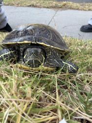 Found/Stray Unknown Reptile last seen Dorchester Ave, Santa Monica, CA 90404