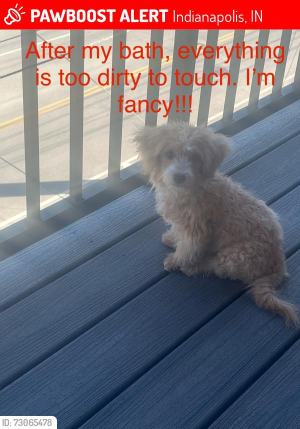 Lost Male Dog last seen Post Rd, Indianapolis, IN 46229