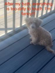 Lost Male Dog last seen Post Rd, Indianapolis, IN 46229