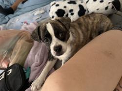 Found/Stray Male Dog last seen Circle K bus top, Tucson, AZ 85714