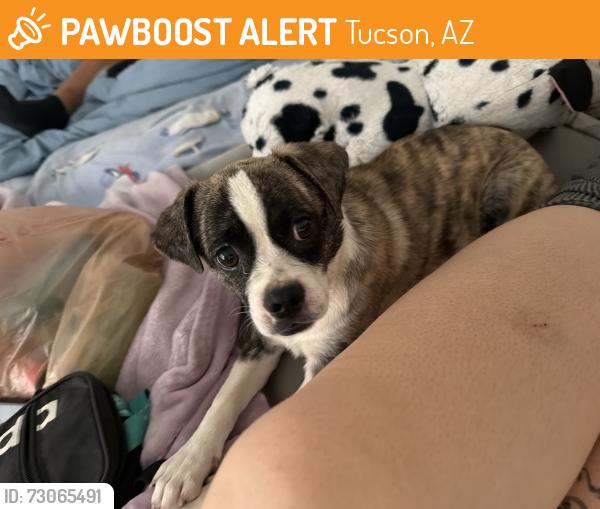 Found/Stray Male Dog last seen Circle K bus top, Tucson, AZ 85714