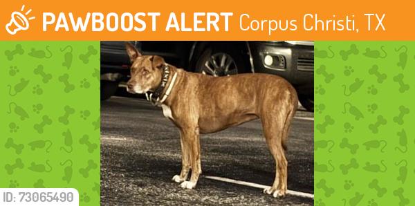 Found/Stray Unknown Dog last seen Reef Ave and Gulfbreeze Blvd. on North Beach, Corpus Christi, TX 78402