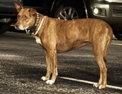 Found/Stray Unknown Dog last seen Reef Ave and Gulfbreeze Blvd. on North Beach, Corpus Christi, TX 78402