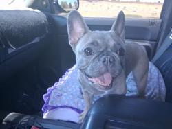 Lost Female Dog last seen Center street park, Victorville, CA 92395