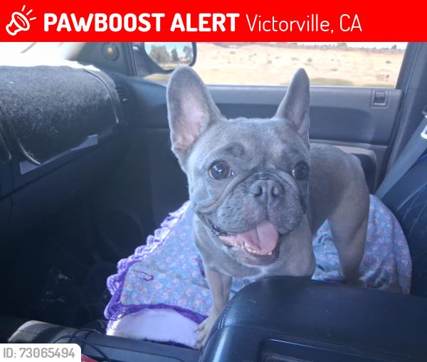 Lost Female Dog last seen Center street park, Victorville, CA 92395