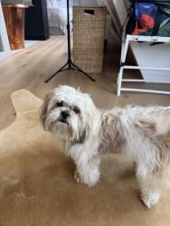 Lost Male Dog last seen Rolling Hills neighborhood, Fallbrook, CA 92028